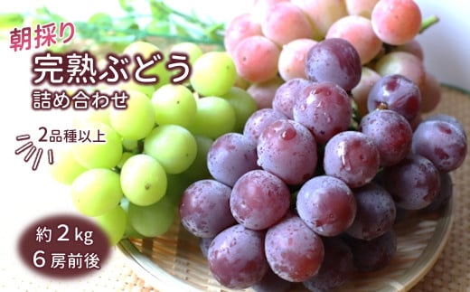 【今夏収穫分】ぶどう詰め合わせ 2kg 予約受付 シャインマスカット 安芸クイーン 巨峰 など
