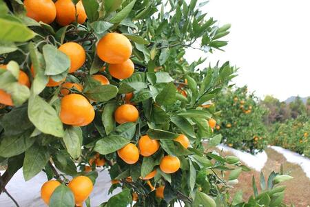 温州みかんジュース「完熟純しぼり」 100%ストレート 720ml×2本 和歌山県