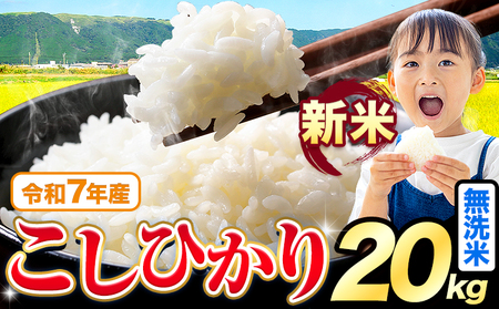 令和7年産 新米 こしひかり 20kg《9月下旬-11月上旬頃出荷》熊本県産 ふるさと納税 無洗米 精米 ひの 米 こめ ふるさとのうぜい コシヒカリ コメ お米 おこめ