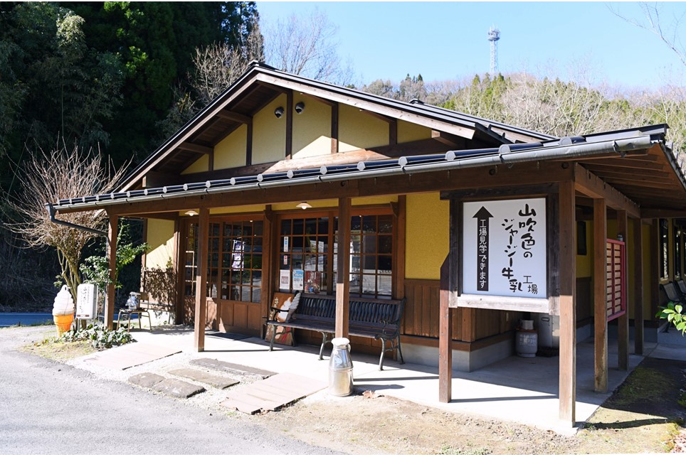 【最高金賞】黒川温泉発 山吹色のジャージー牛乳＆ヨーグルトセット ６ヶ月定期便 黒川温泉 山吹色のジャージー牛乳 飲むヨーグルト 2種 11本 ジャージー牛乳 900ml のむヨーグルト 150ml 