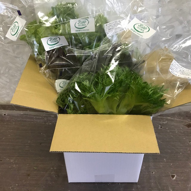 
            10-88【化学農薬を使わない伊勢志摩産水耕栽培野菜】おかげ野菜セット
          