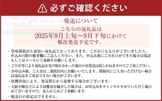 山之上梨 新高