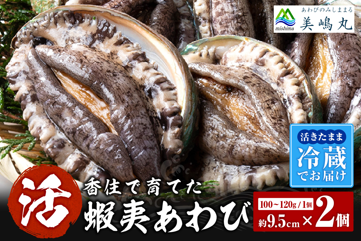 【冷蔵 活あわび 養殖 9.5cm×2枚 200～240g （1個100～120g）】 TVで紹介 満点青空レストラン 国産 アワビ 鮑 活アワビ あわび 海鮮 刺身 BBQ レシピ入り 人気 テレビ TV 紹介 話題 おすすめ ふるさと納税 返礼品 兵庫県 香美町 香住 山陰 美嶋丸 20-12