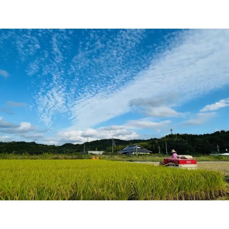 農業姉妹がこだわって栽培！大阪府産 泉南市の玄米5kg 1年定期便【024A-027】
