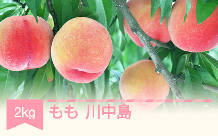 【先行予約】もも 桃 川中島 約2kg 令和7年産 2025年産 果物 ja-moknx2 ※沖縄・離島への配送不可
