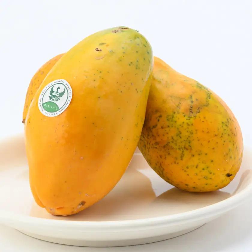 【ほうおうパパイヤ】とろっとあまい!群馬県太田市でうまれた希少な国産フルーツパパイヤ1kg_果物・フルーツ   くだもの_【配送不可地域：離島】【1595253】