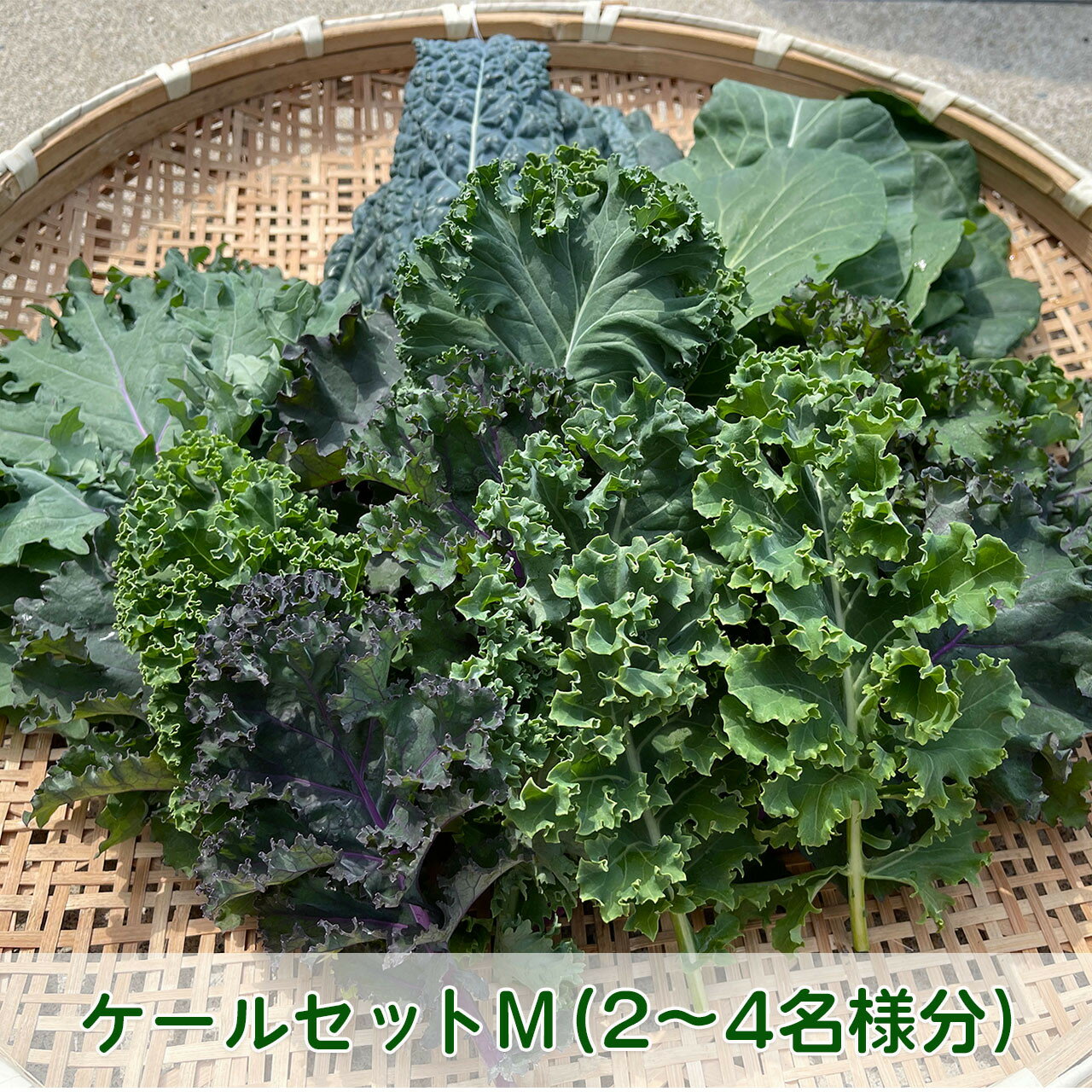 【ふるさと納税】京都府産 ミックスケールM（約1.2kg）【 国産 産地直送 旬 季節の野菜 ケール 青汁 スーパーフード 野菜 緑黄色野菜 京都 綾部 】