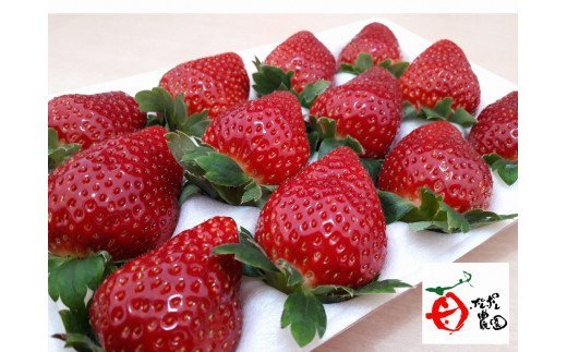 【ふるさと納税】 ポレポレ農園 旬のセレクト ＼ 朝採り 完熟 いちご ／ 約 800g | ポレポレ農園 千葉県 君津市