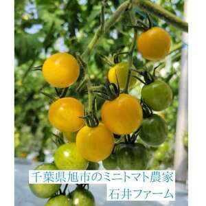 お日様えくぼで作ったミニトマトジュース(赤180ml×3黄180ml×1入)千葉県旭市石井ファーム【1440765】