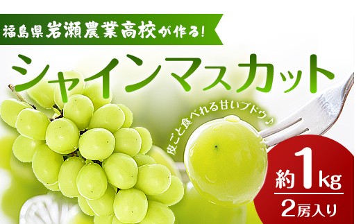 
                  岩瀬農業高校産　ブドウ(シャインマスカット)約1kg(2房) F6Q-534
                