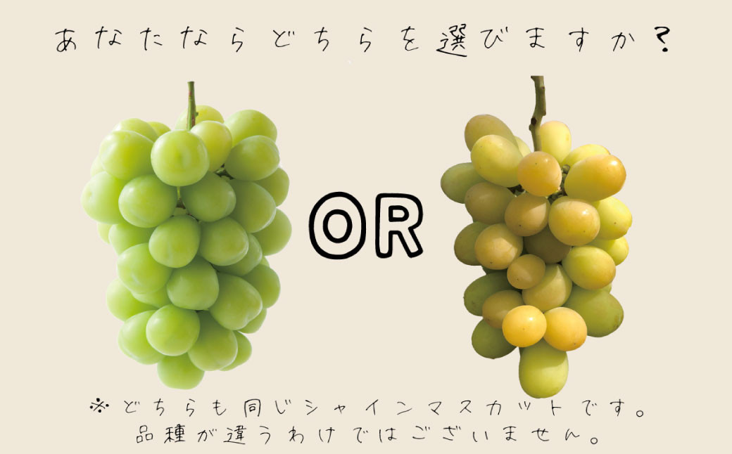 おそらく、左のきれいな緑色のシャインマスカットを選びたくなりますよね？だって十分美味しいのを知ってますから。