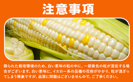 とうもろこし白い恵味約8kg朝採れ《6月下旬-7月下旬頃出荷》トウモロコシ野菜