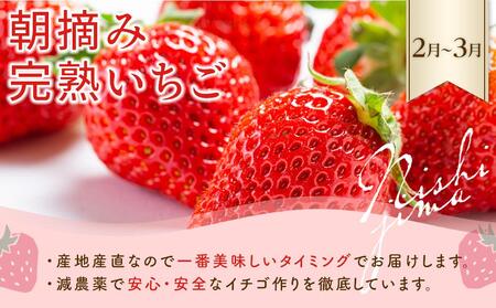 【全4回】季節 の フルーツ 定期便 | ﾌﾙｰﾂﾌﾙｰﾂﾌﾙｰﾂﾌﾙｰﾂ 定期便