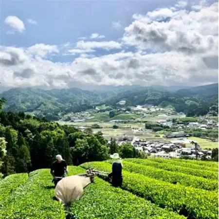 【24本】和束茶の香りを存分に味わうスパークリングティー | Apoptosis Sparkling【配送不可地域：離島】【1651768】