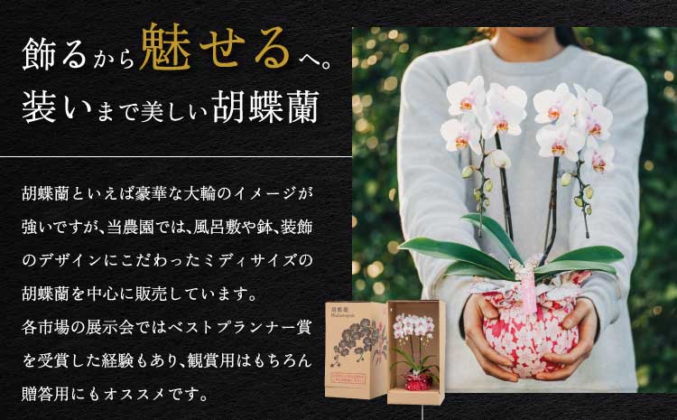 【定期便6回】ミディ胡蝶蘭 〈KouBou・華あかり〉2本立ち 洋蘭 観賞用 植物