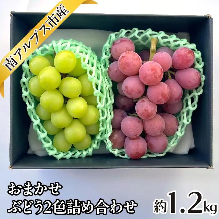 ＜2026年発送先行予約＞おまかせ ぶどう2色詰め合わせ約1.2kg ALPAJ047