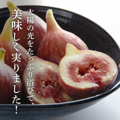 【ふるさと納税】静岡県掛川産　ミズノ農園の完熟いちじく【桝井ドーフィン】DXパック 500g×2パック【配送不可地域：離島・北海道・沖縄県・東北・中国・四国・九州】【1645924】