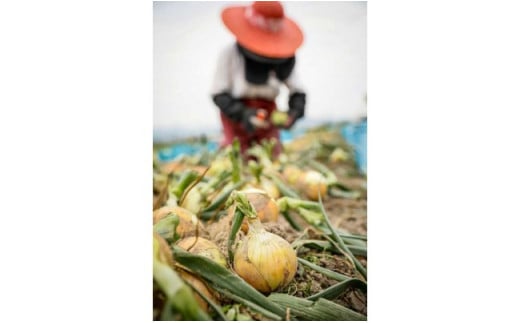 特別栽培の玉葱『戎珠(えびすたま)』