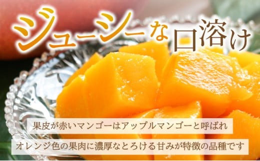 ＜期間限定 春フェア＞ 【2026年6月末から順次発送】2L～3L マンゴー2～3玉（約1kg） 【 産地直送 旬 フルーツ 新鮮 完熟 マンゴー 石垣 沖縄 】KP-24