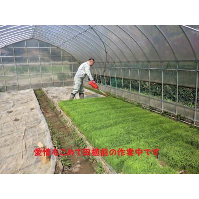 ふるさと納税 茂原市 【令和7年産】茂原市産こしひかり玄米10kg |  | 02