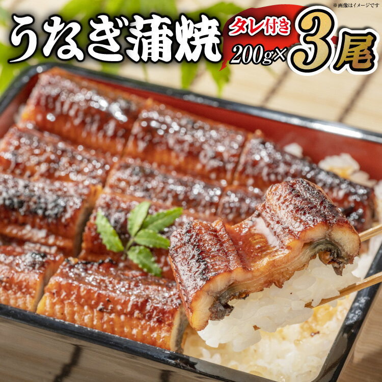 【ふるさと納税】 選べる配送時期 うなぎ うなぎ蒲焼 200g×3尾 タレ 山椒 セット [むらた商会 静岡県 吉田町 22424759] 鰻 ウナギ 蒲焼き たれ 惣菜 おかず 鰻重 うな丼 鰻丼 うなぎ料理 鰻料理 冷凍 丑の日 丑の日配送