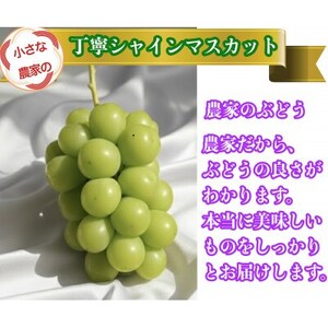 【2026年先行予約】シャインマスカット 1房 800g 小さな農家のこだわりシャイン【配送不可地域：離島】【1699610】