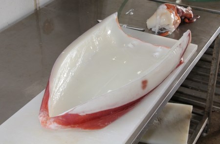 【2025年12月から発送】冷凍ソデイカ　1Kg(6~8人前)
