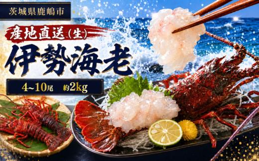 伊勢海老 2kg 4～10尾 100000円 冷蔵 生 国産 天然 産地直送 国産 鹿島灘 鹿島灘産 厳選 伊勢エビ エビ 海老 イセエビ 海鮮 シーフード 海 贅の極み 刺身 さしみ 味噌汁 鍋 塩ゆで ぷりぷり 海の恵み グリル グラタン 濃厚 甘み 特別 荒波育ち ボイル 焼き物 バーベキュー 贈答 プレゼント 贈り物 お中元 ギフト 仲野水産 茨城県 鹿嶋市 茨城 鹿嶋