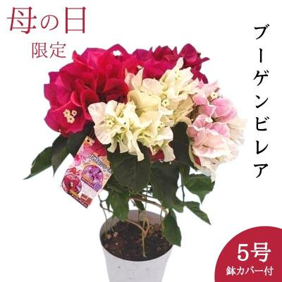 ふるさと納税 藤枝市 【母の日に!】ブーゲンビリア 鉢植え あんどん仕立て チョコレートパフェ 5号