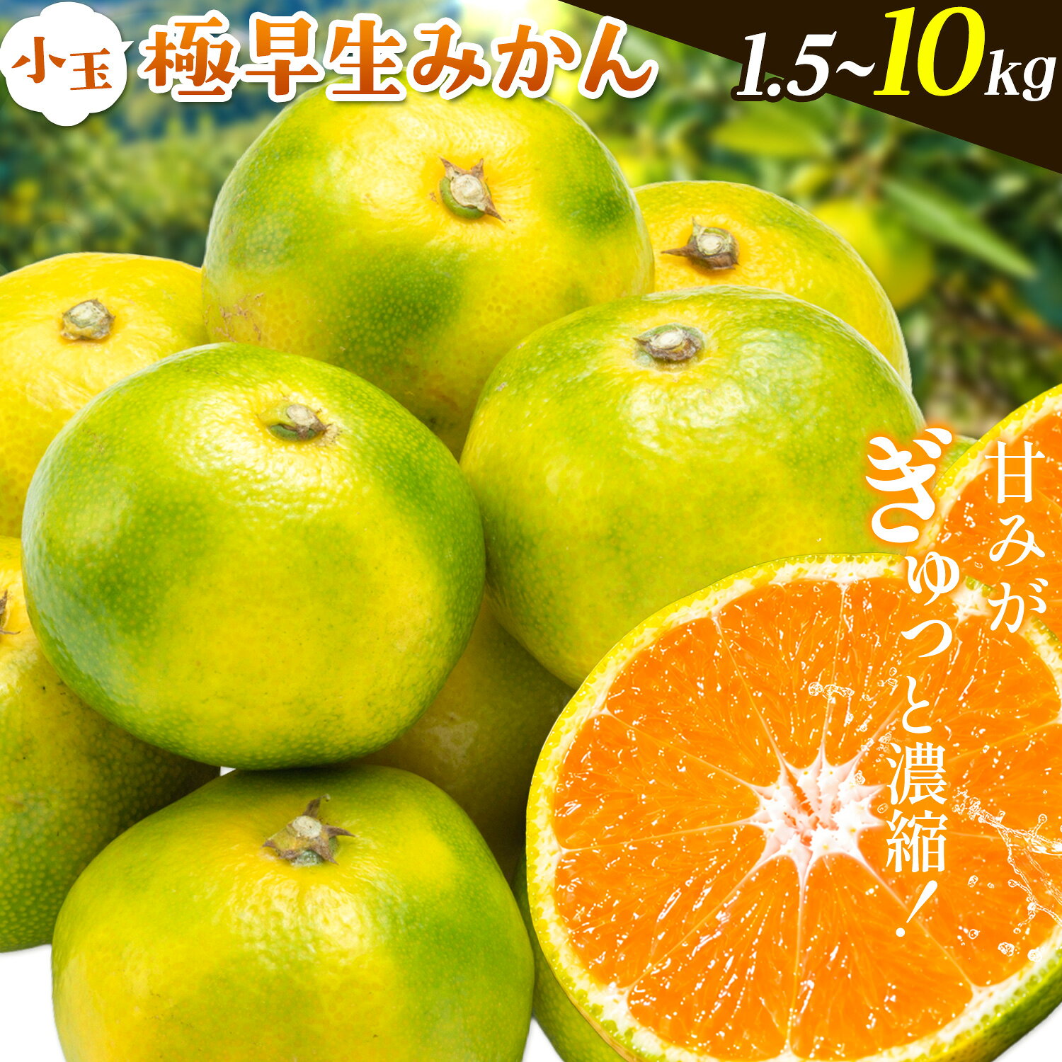 【ふるさと納税】みかん 小玉 極早生みかん 選べる内容量 1.5kg 5kg 6.5kg 10kg お試し 大容量《10月上旬‐10月末頃出荷》和歌山県 日高川町 果物 フルーツ 柑橘類 みかん お取り寄せ