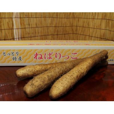 ふるさと納税 北栄町 ねばりっこ　長芋　3〜4本