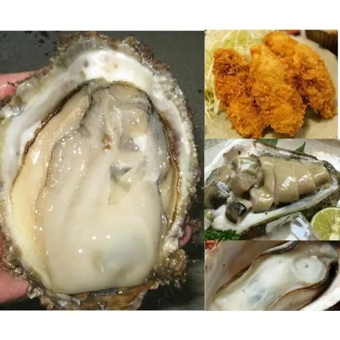 1014.【2026年6月上旬以降発送 先行予約】鳥取県産　天然岩ガキ『夏輝』　特大サイズ3個（500g以上×3個） 牡蠣 カキ※着日指定不可※2026年6月上旬～8月下旬頃に順次発送予定