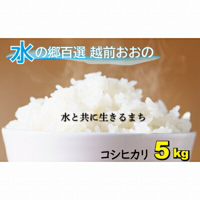 【ふるさと納税】【令和6年産】こしひかり（福井県大野市産）エコファーマー米（白米）5kg【お米・コシヒカリ】[A-003006]