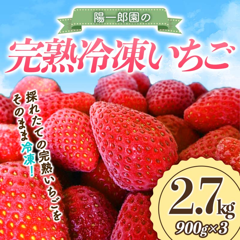 【3月発送】陽一郎園の完熟冷凍いちご 2.7kg【令和4年群馬県いちご品評会銀賞受賞】 F4H-0892