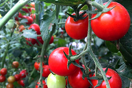 ミニトマト「ネネ」2.4kg（200g×12パック）