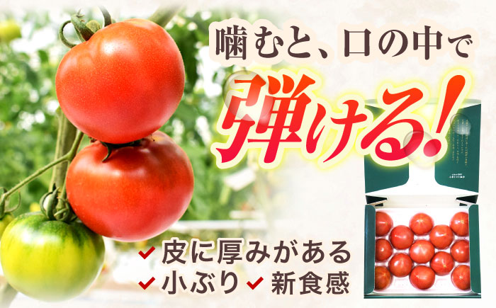 【先行受付】小串トマト 約1kg（8個〜13個程度）【グリーン東彼新鮮市場】[OAE001] / 小串トマト とまと 濃厚トマト 人気とまと 川棚トマト 野菜 サラダ 健康野菜 ビタミン  日本一の称