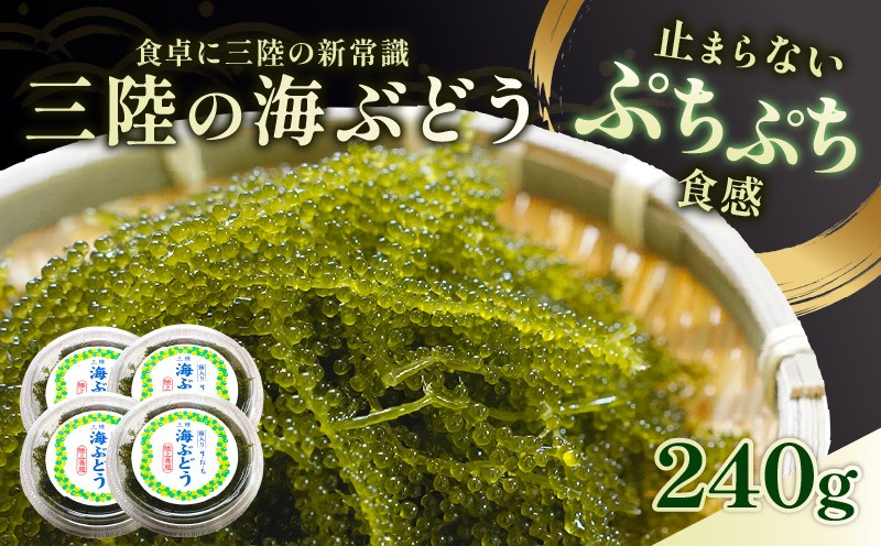 
            三陸 海ぶどう 240g (60g×4p) 季節限定 プチプチ食感 海ぶどう 海ブドウ うみ ぶどう ウミブドウ 新鮮 直送 お刺身 刺し身 刺身 お土産 健康 栄養 美容 ダイエット ミネラル マグネシウム カルシウム 鉄分 サラダ おつまみ 海藻 グリーンキャビア ごはん 夕飯 おかず 米 丼 岩手 三陸 大船渡 10000円 1万円
          