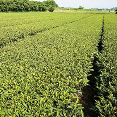 ふるさと納税 大崎町 鹿児島茶【緑茶】100g×8袋 |  | 02