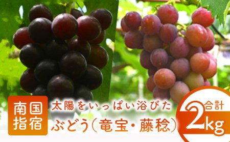 【2025年7月下旬～発送】ぶどう 竜宝・藤稔の2種約2kg(迫田果樹園/016-1224) 葡萄 ブドウ フルーツ 果物 くだもの 果実 果樹園 旬 夏