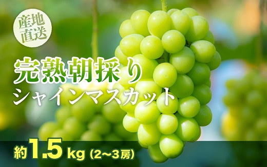 
                  訳あり【完熟朝採り】シャインマスカット 2～3房 約1.5kg
                