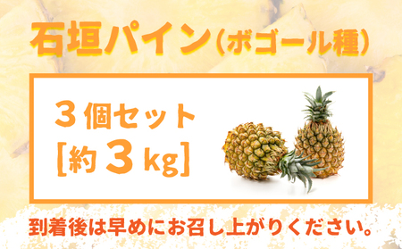 【先行受付】石垣パイン 3個セット ボゴール種【2026年5月初旬～6月初旬発送予定】MI-004