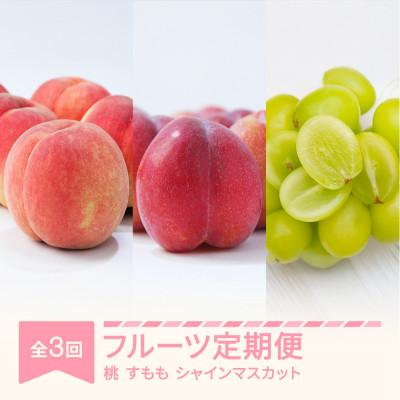 ふるさと納税 村山市 【発送月固定定期便】フルーツ定期便【白桃・すもも・シャインマスカット】全3回