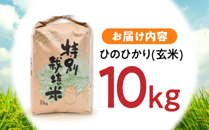 【R6年新米】1週間以内に発送【特別栽培米】九州のこだわり「ひのひかり」玄米10kg / 米 おこめ お米 玄米 ひのひかり 新米 しんまい / 諫早市 / 上島農産  [AHAS004] スピード 