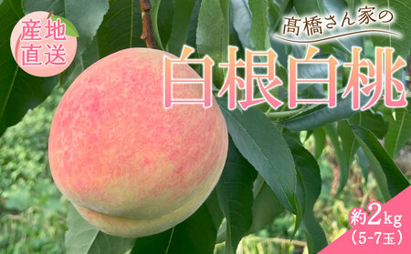 2026年 先行予約 白桃 約2kg（5～7玉） 果物 もも モモ 白桃 甘い フルーツ 白根白桃 髙橋農園 新潟県 新発田市 takahashi002