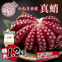 【ふるさと納税】【無地熨斗付き】真蛸(蒸しボイルたこ)大1.2kg！　調理簡単で便利！おかずの一品やお酒のお供に！