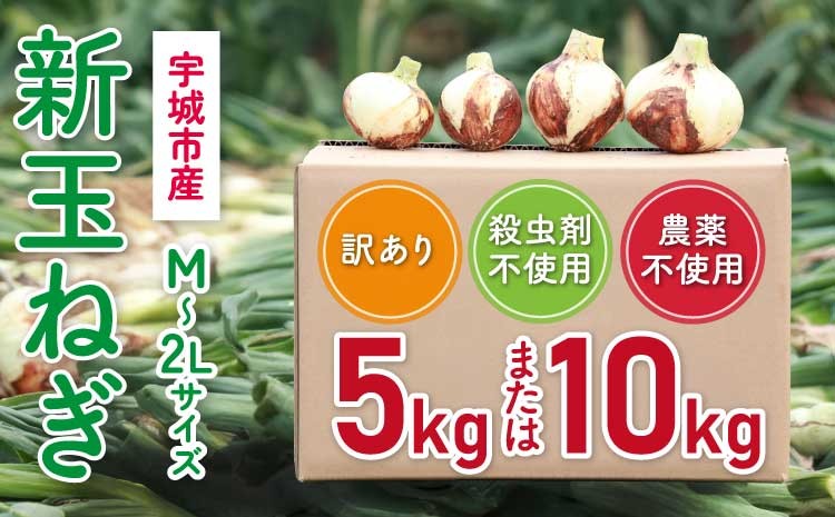 
            新玉ねぎ 【選べる容量】 約5kg または 約10kg  訳あり 玉ねぎ たまねぎ 国産 野菜 春野菜 サイズ混合 産地直送 産直 数量限定 季節限定【2026年2月中旬～3月上旬発送】【木戸口菜園】 
          