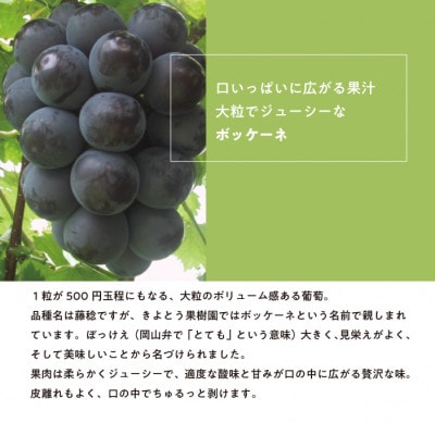 【きよとうファーム】訳あり 種なし ボッケーネ(藤稔) 約2.4kg (岡山県産)【配送不可地域：離島】