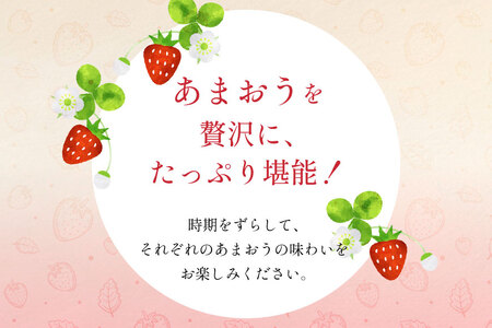 いちご あまおう 満喫セット 定期便 3回 【2027年発送】