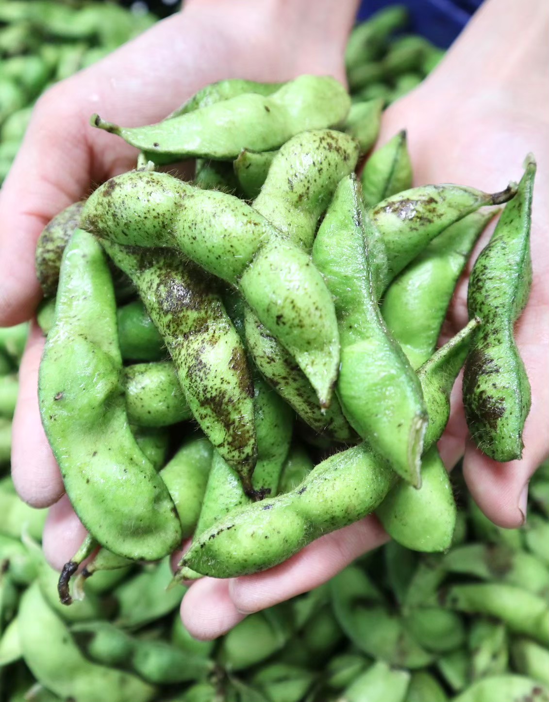 【先行予約】秋の味覚「丹波黒枝豆」  フレッシュな甘み・500g×4袋　初摘み 【2026年10月6日頃～13日頃発送予定】 知る人ぞ知る日本三大枝豆（丹波黒枝豆・黒崎茶豆・だだちゃ豆）のひとつ！