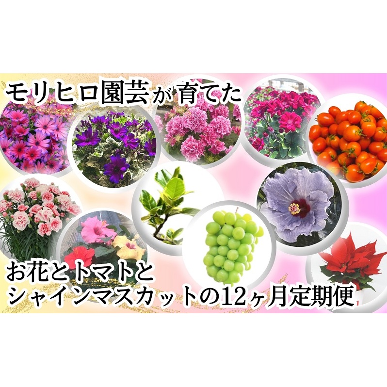 モリヒロ園芸が育てたお花とトマトとシャインマスカットの12ヶ月定期便 植物 果物類 ぶどう フルーツ 野菜 ミニトマト 